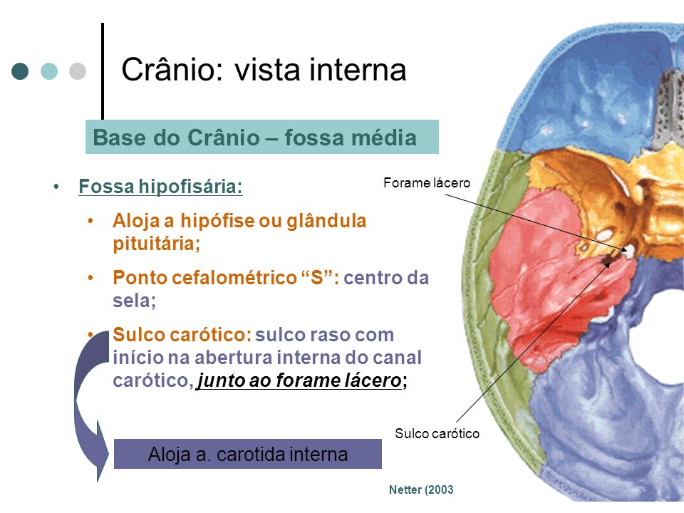 Crânio Ana Cristina Antunes Netter (2003). - ppt carregar