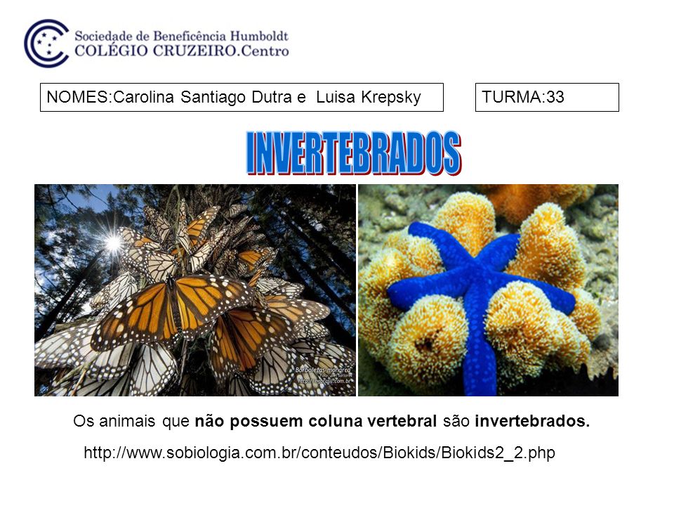 INVERTEBRADOS NOMES:Carolina Santiago Dutra e Luisa Krepsky TURMA:33