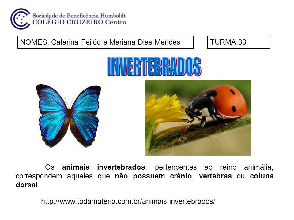 INVERTEBRADOS NOMES: Catarina Feijóo e Mariana Dias Mendes TURMA:33
