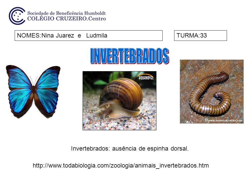Invertebrados: ausência de espinha dorsal.