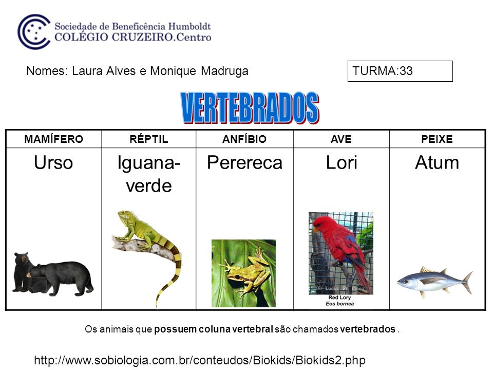 VERTEBRADOS Urso Iguana-verde Perereca Lori Atum
