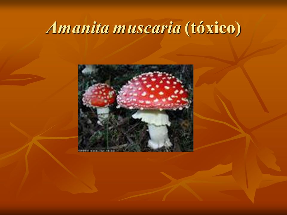 Amanita muscaria (tóxico)