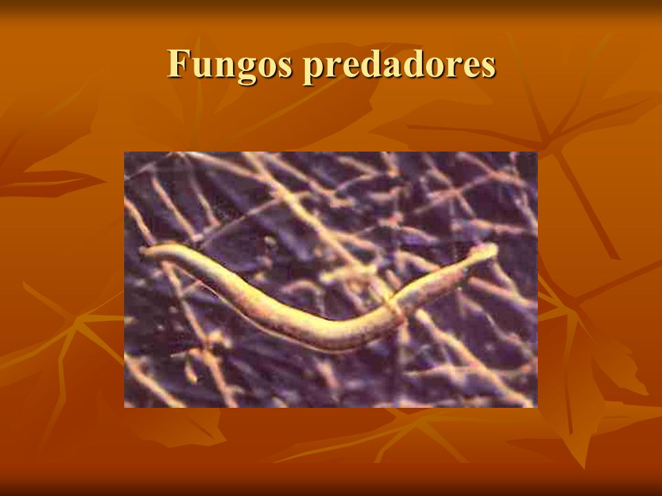 Fungos predadores