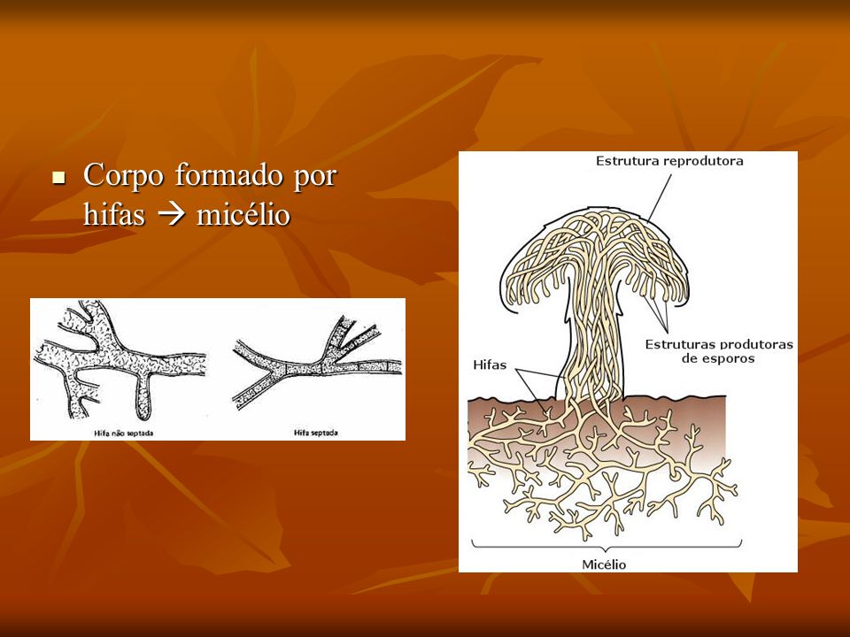 Corpo formado por hifas  micélio