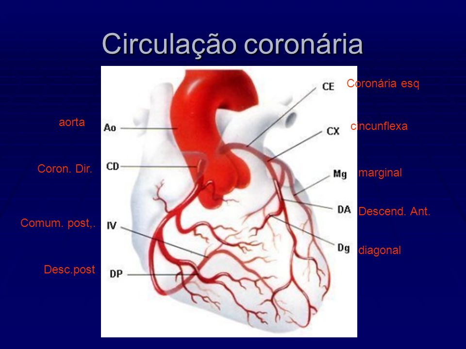 Circulação coronária Coronária esq aorta cincunflexa Coron. Dir.