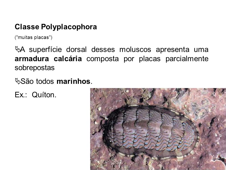 Classe Polyplacophora