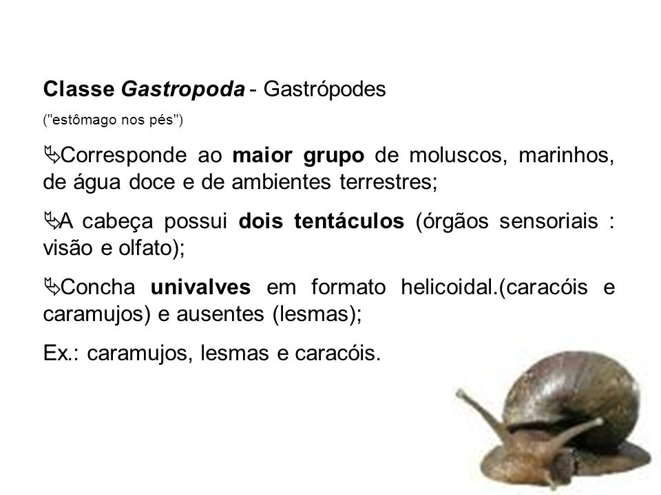 Classe Gastropoda - Gastrópodes