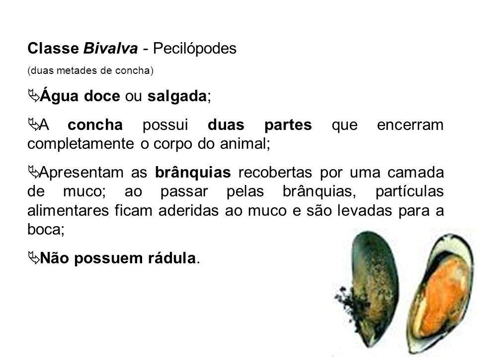 Classe Bivalva - Pecilópodes Água doce ou salgada;