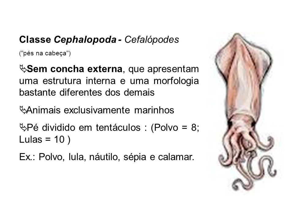 Classe Cephalopoda - Cefalópodes