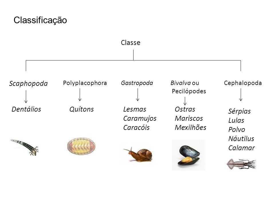 Classificação Classe Scaphopoda Dentálios Quítons Lesmas Caramujos