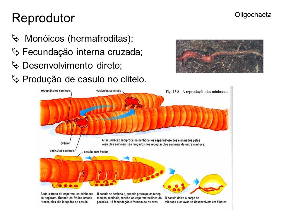Reprodutor Monóicos (hermafroditas); Fecundação interna cruzada;