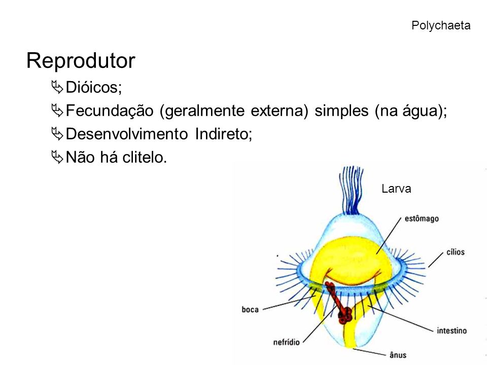 Reprodutor Dióicos; Fecundação (geralmente externa) simples (na água);