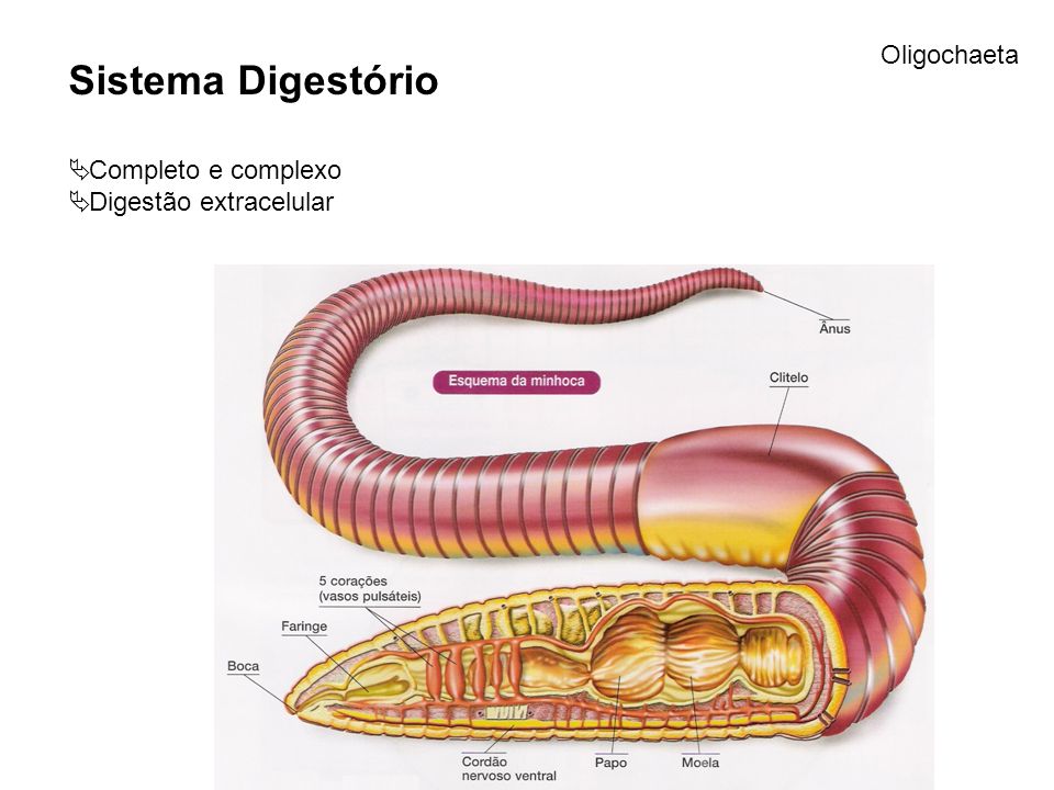 Sistema Digestório Oligochaeta Completo e complexo
