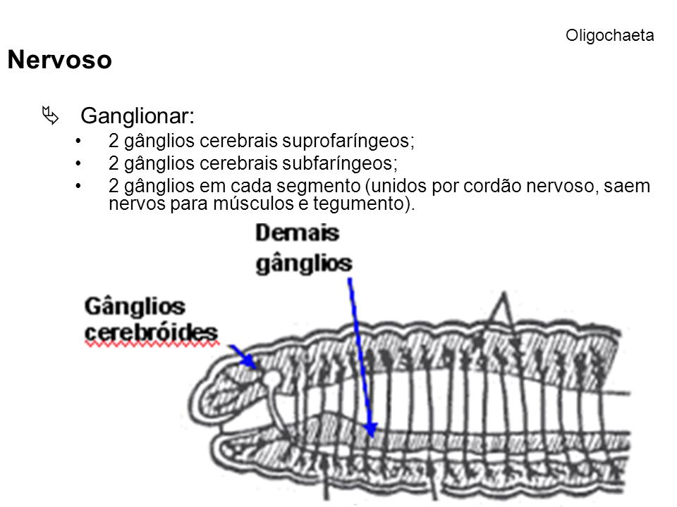Nervoso Ganglionar: 2 gânglios cerebrais suprofaríngeos;