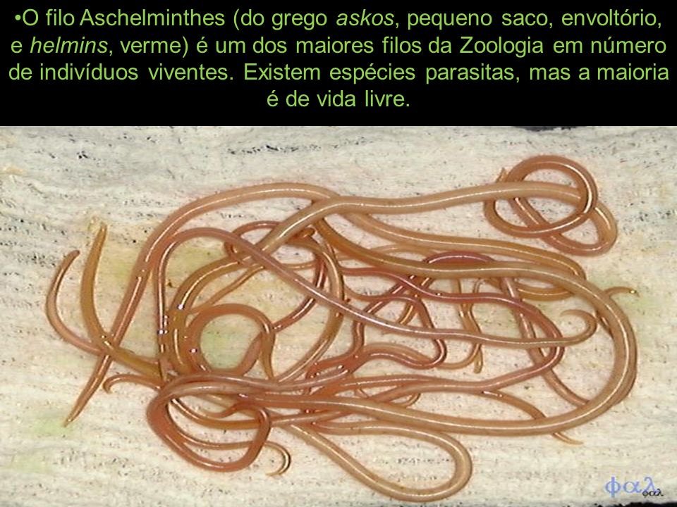 Filo nemathelminthes vermes cylindricos.