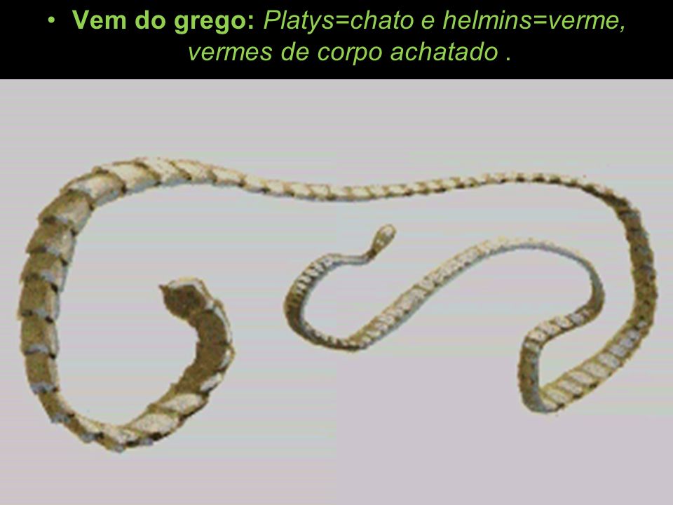 Vem do grego: Platys=chato e helmins=verme, vermes de corpo achatado .
