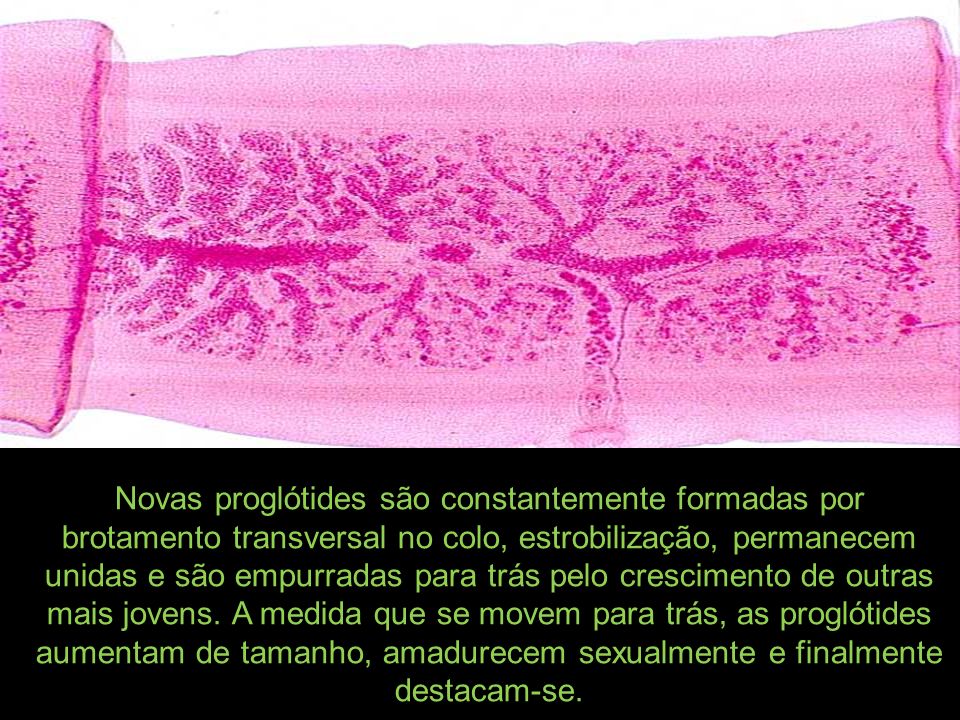 Novas proglótides são constantemente formadas por brotamento transversal no colo, estrobilização, permanecem unidas e são empurradas para trás pelo crescimento de outras mais jovens.