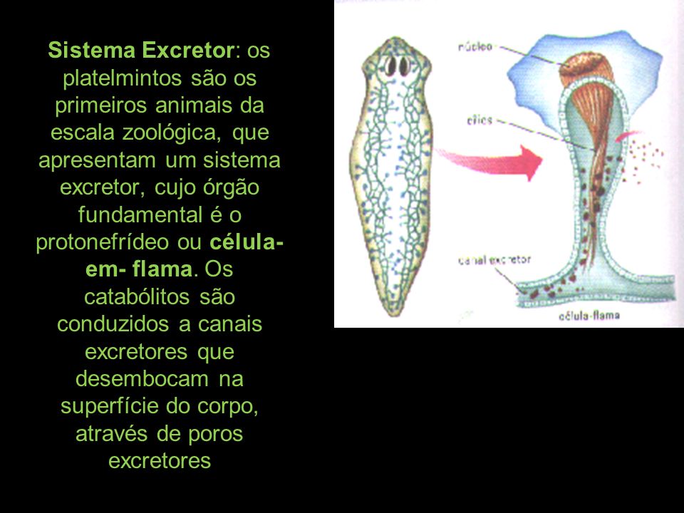 Sistema Excretor: os platelmintos são os primeiros animais da escala zoológica, que apresentam um sistema excretor, cujo órgão fundamental é o protonefrídeo ou célula-em- flama.
