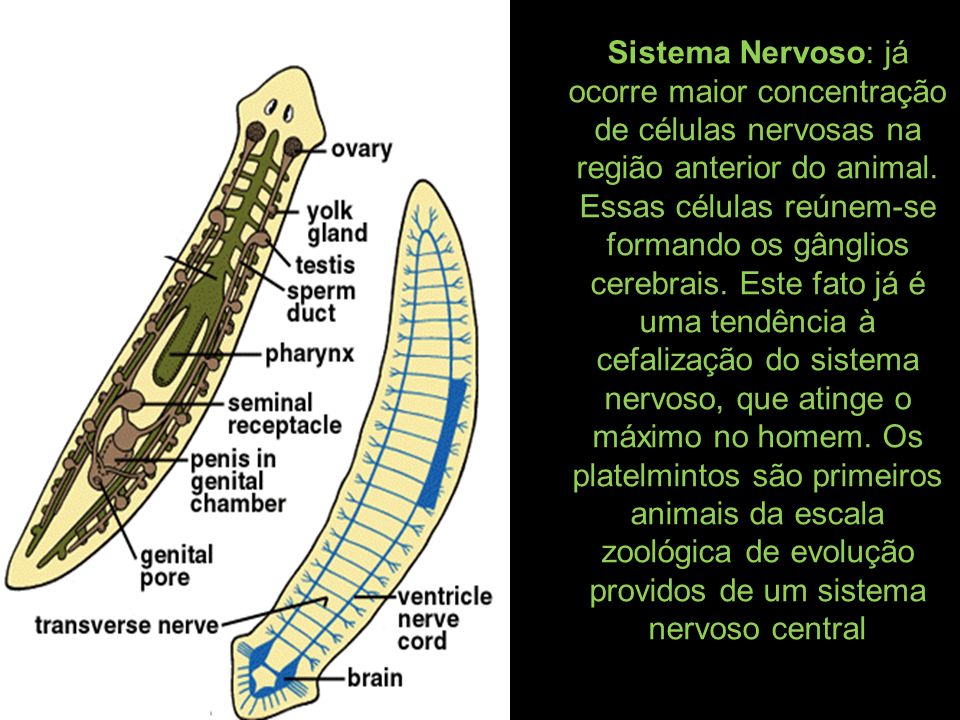 Sistema Nervoso: já ocorre maior concentração de células nervosas na região anterior do animal.