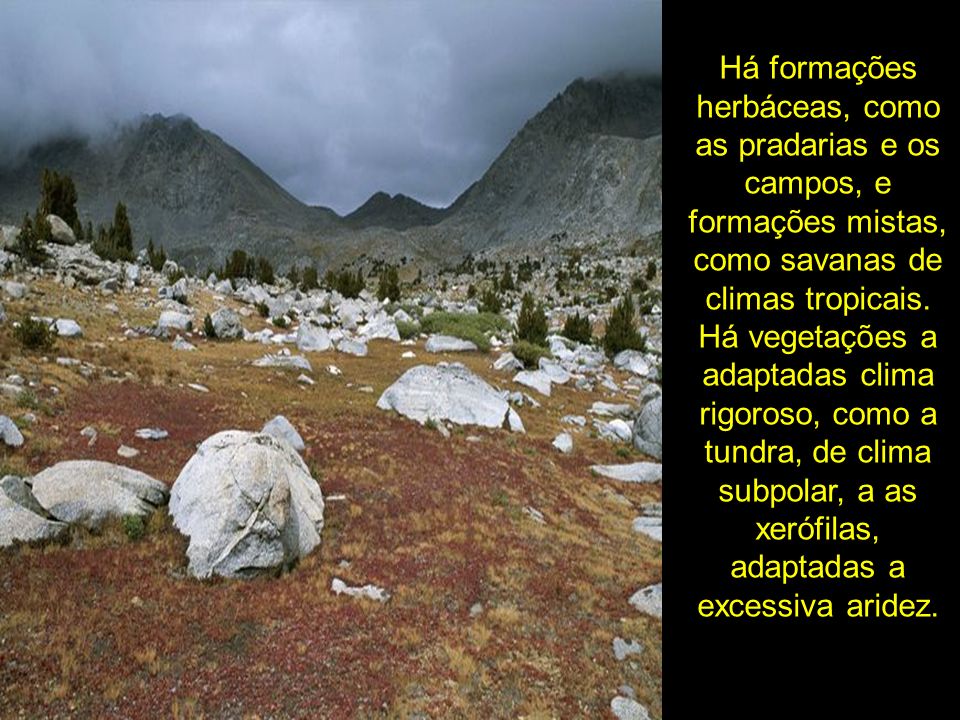 Há formações herbáceas, como as pradarias e os campos, e formações mistas, como savanas de climas tropicais.