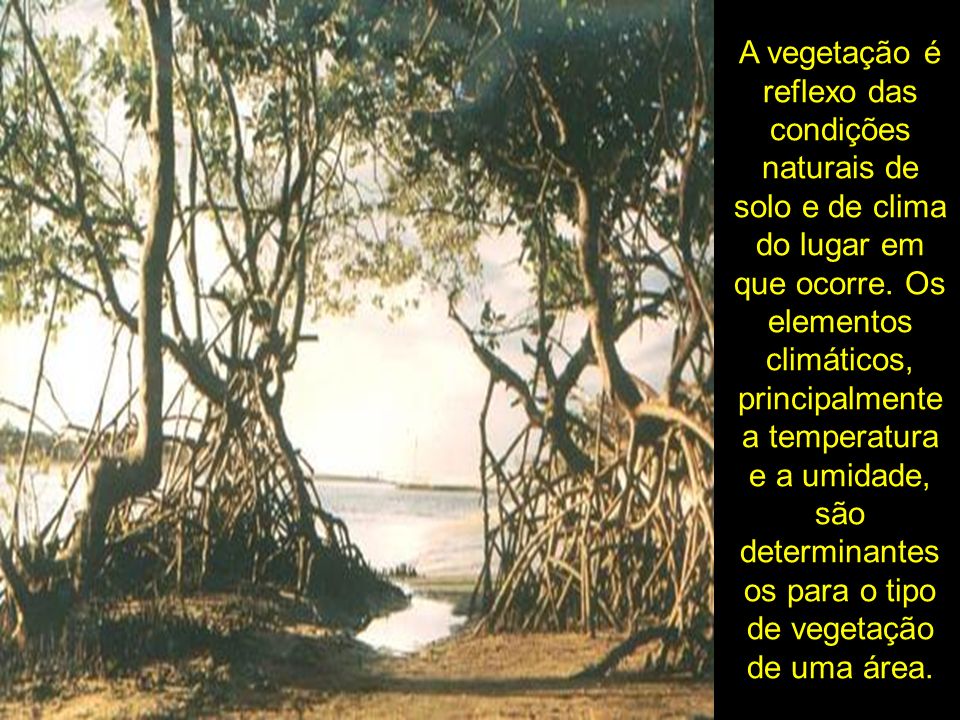 A vegetação é reflexo das condições naturais de solo e de clima do lugar em que ocorre.