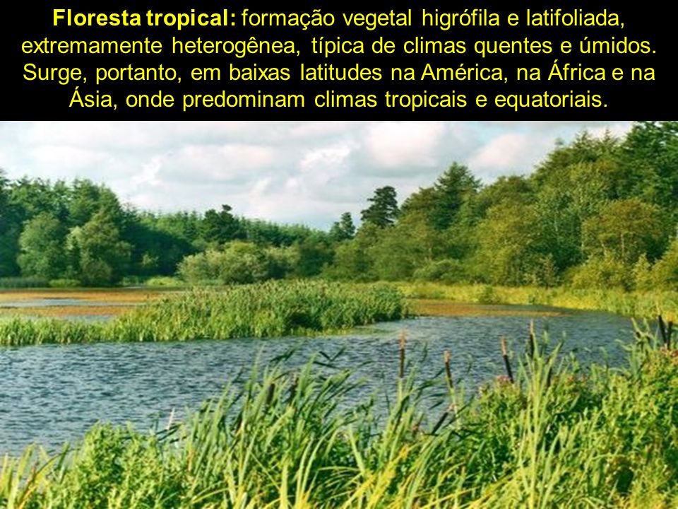 Floresta tropical: formação vegetal higrófila e latifoliada, extremamente heterogênea, típica de climas quentes e úmidos.