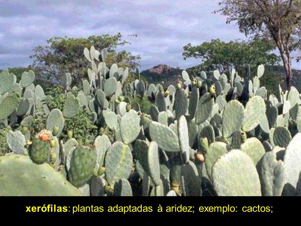 xerófilas: plantas adaptadas à aridez; exemplo: cactos;