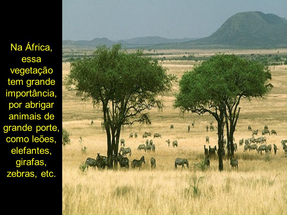 Na África, essa vegetação tem grande importância, por abrigar animais de grande porte, como leões, elefantes, girafas, zebras, etc.