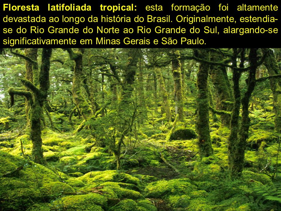 Floresta latifoliada tropical: esta formação foi altamente devastada ao longo da história do Brasil.