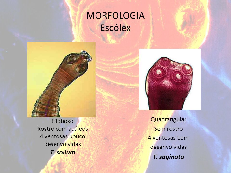 scolex parazita