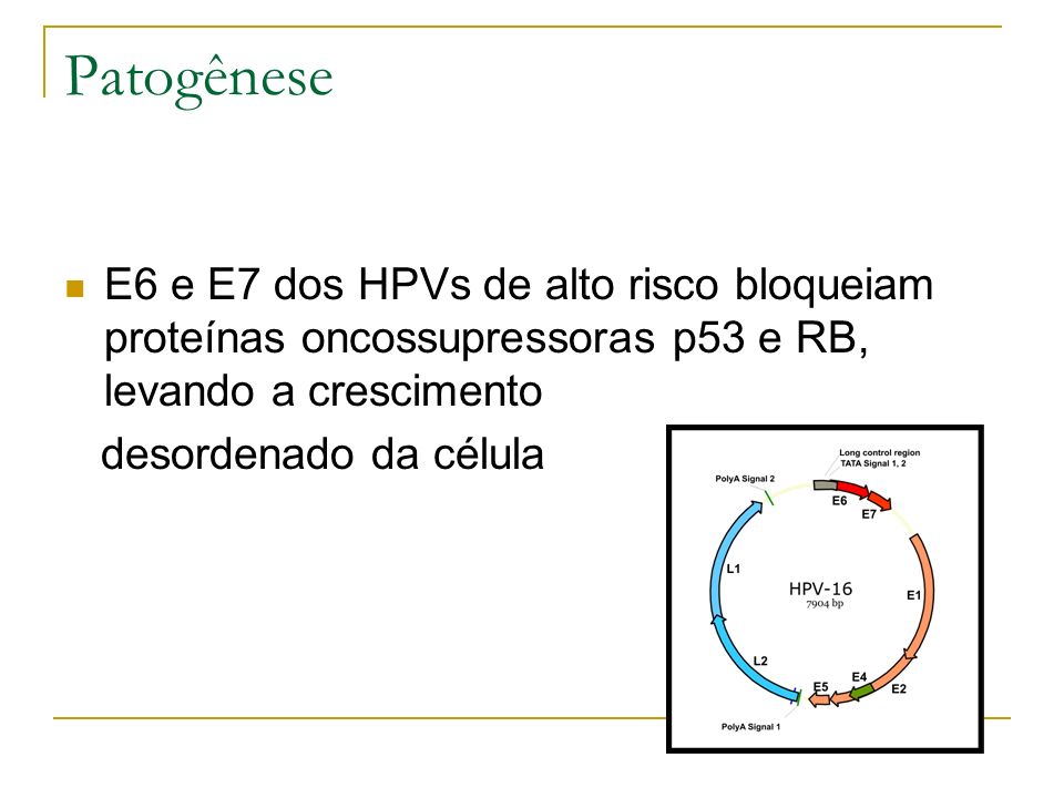 Patogênese E6 e E7 dos HPVs de alto risco bloqueiam proteínas oncossupressoras p53 e RB, levando a crescimento.