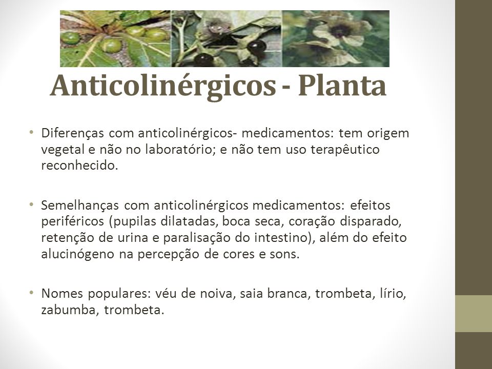 Anticolinérgicos - Planta