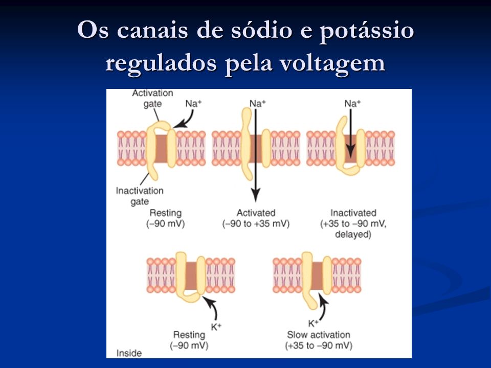 Os canais de sódio e potássio regulados pela voltagem