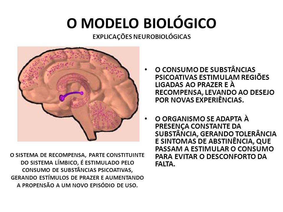 O MODELO BIOLÓGICO EXPLICAÇÕES NEUROBIOLÓGICAS
