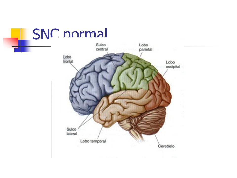 SNC normal