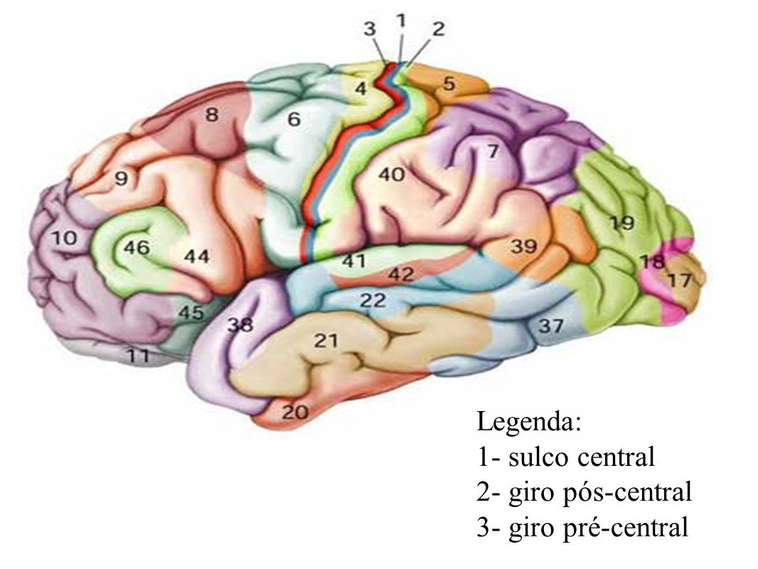 Две коры головного мозга. Поля коры головного мозга по Бродману. Карта Бродмана головного мозга. Карта полушарий мозга поля по Бродману. Карта полей мозга по Бродману.