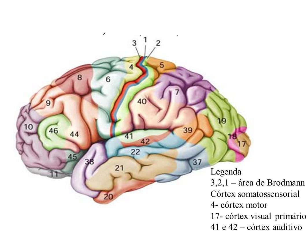 Brain 47. 10 Поле Бродмана. Головной мозг цитоархитектонические поля Бродмана. Карта мозга Бродмана. Зоны полей Бродмана.