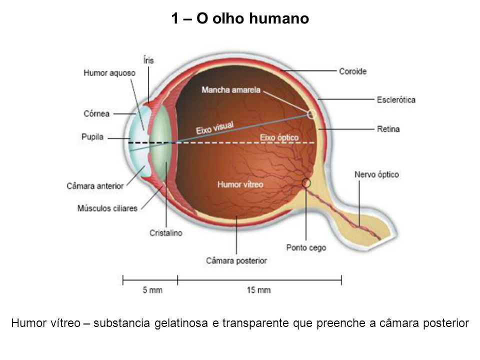 Pupila – Abertura central por onde entra a luz no olho - ppt carregar